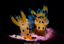 Geniş ekran balinalar ve yakın çekim mercanlar: 2023 Ocean Art kazananlarına göz atın